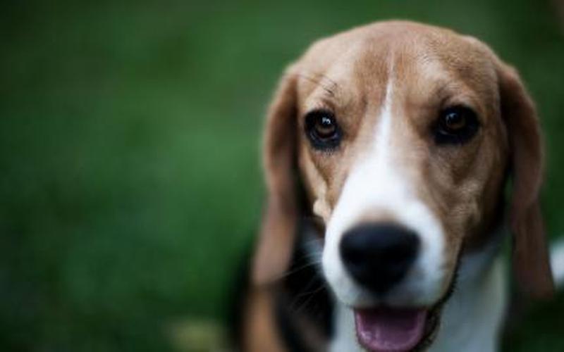 比格犬吃什么食物好 比格犬的饮食秘籍：健康饮食指南-第1张图片-万福百科