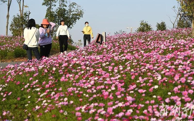 冬日里的花海：十二月花歌盛宴-第1张图片-万福百科