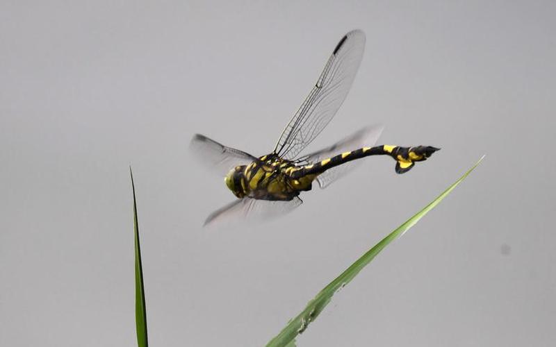 蝶怎么组词(2个字)(蜓舞空中，展翅翱翔：以蜓为中心的组词探究)-第1张图片-万福百科