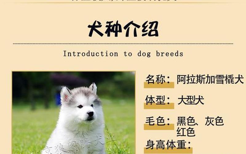 阿拉斯加犬舍：北极狼的家园-第1张图片-万福百科