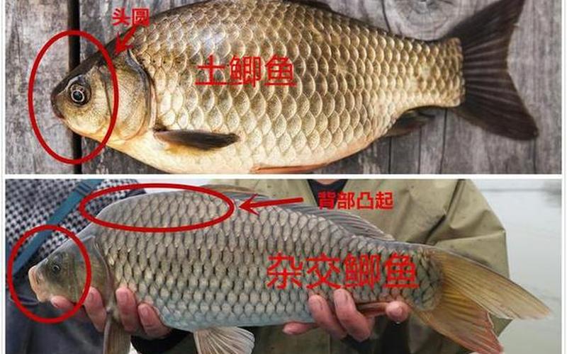 鲫字组词语有哪些词语-鲫鱼养殖技巧：水质管理、饲料配方、疾病防治等-第1张图片-万福百科