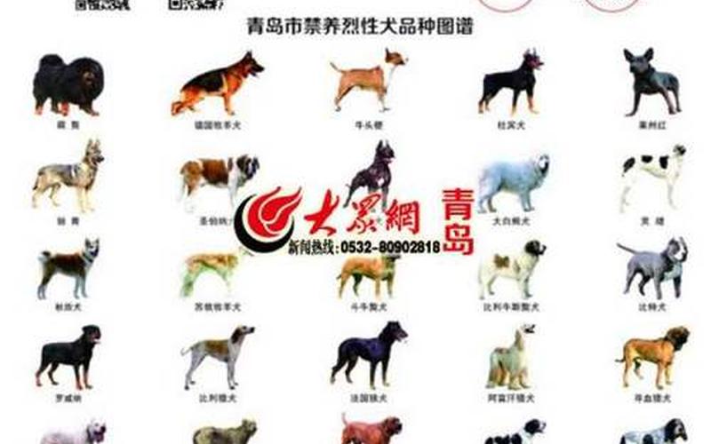 广州禁养犬种2023(广州新规：禁养犬种限制扩大)-第1张图片-万福百科