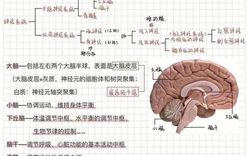 神经调节的基本方式-第1张图片-万福百科