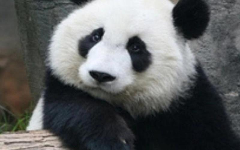 大熊猫的外貌特征-第1张图片-万福百科