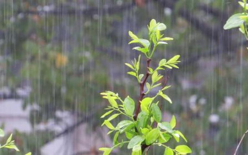 春雨就像什么什么一样轻轻地落到地上-第1张图片-万福百科