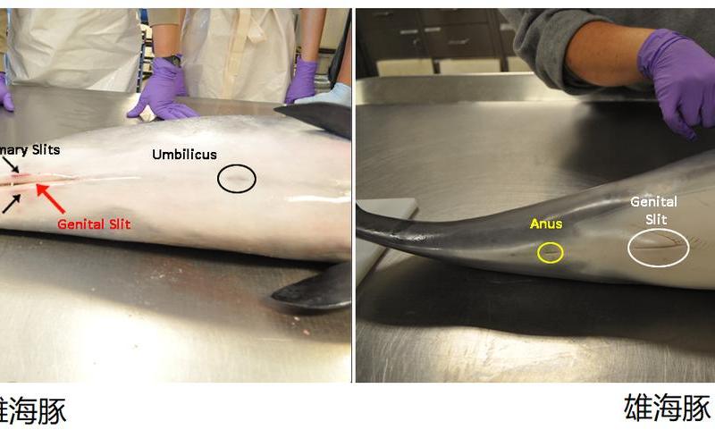 海豚的性格器官有多大-第1张图片-万福百科