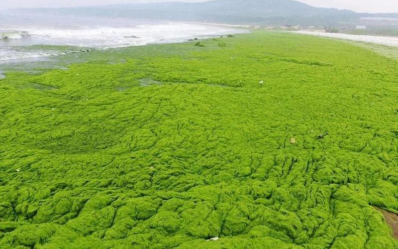 浒苔的形成原因及危害-第1张图片-万福百科