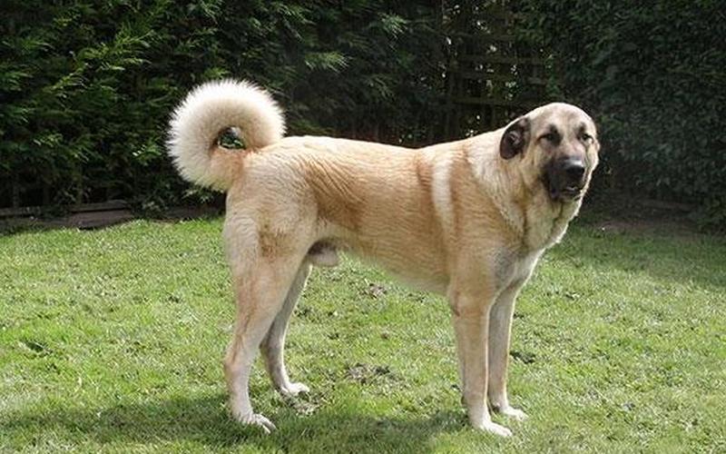 大型宠物狗的品种及图片-第1张图片-万福百科