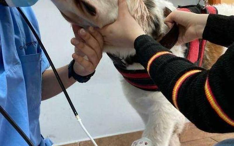 女生跟狗分不开去医院-第1张图片-万福百科