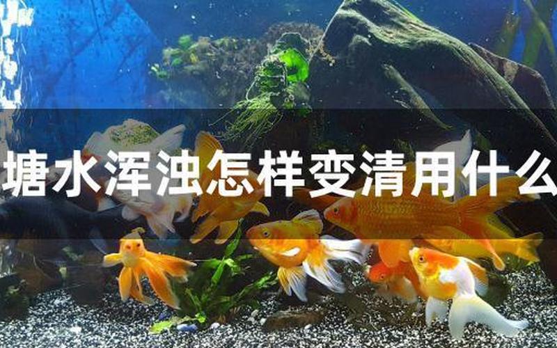 鱼塘的浑浊水怎样变清-第1张图片-万福百科