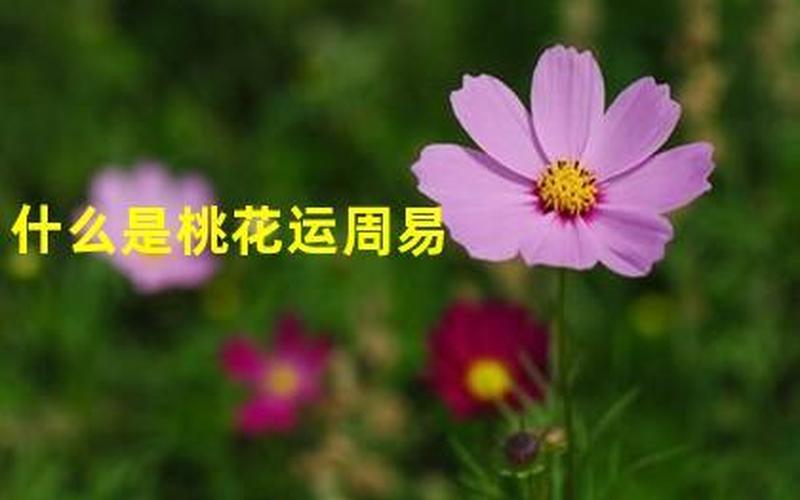 桃花运是什么意思-第1张图片-万福百科