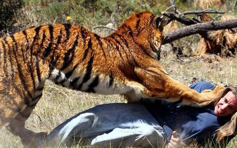 杭州野生动物园老虎吃人-第1张图片-万福百科