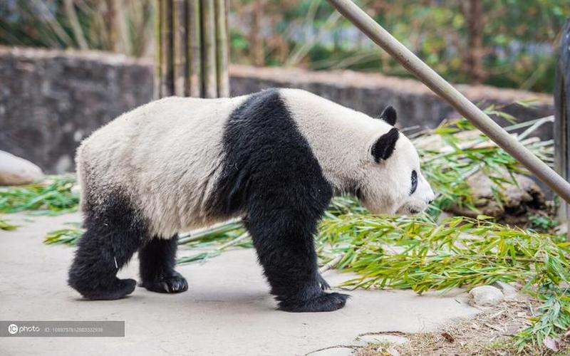 大熊猫走路的样子-第1张图片-万福百科