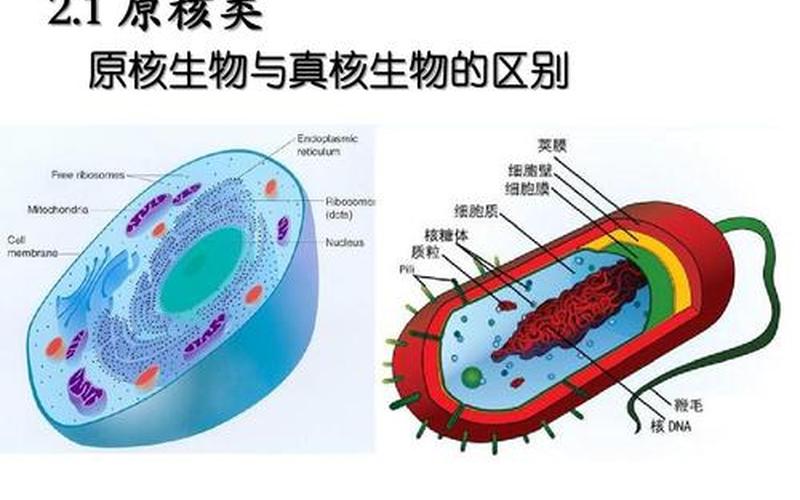 真核细胞和原核细胞-第1张图片-万福百科